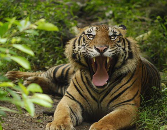 Harimau Sumatera Gosip Gambar
