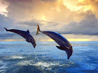 delfines saltando