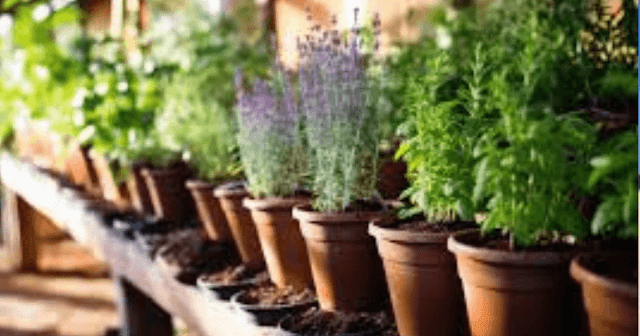 Plantas Medicinais: Um Tesouro da Natureza no Lar- TOCA NA NATUREZA