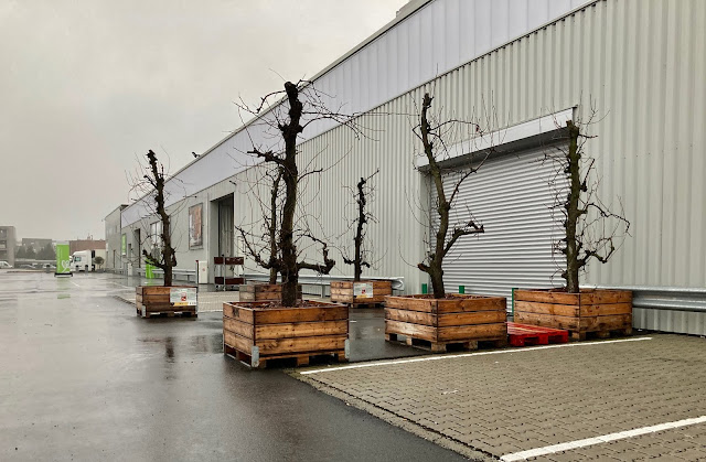 Oude perenbomen fruitbomen kopen in pot of palox voor terras tuin patio inkom entree ingang feest beurs trouw bruiloft