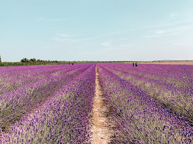 la lavanda del delta