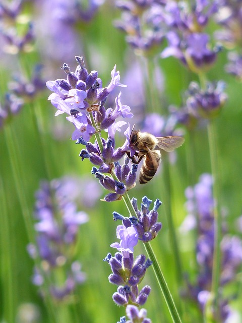 Picture of a bee feeding on a flower stem of English Lavender Hidcote Blue.