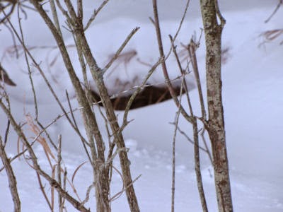 fox tracks