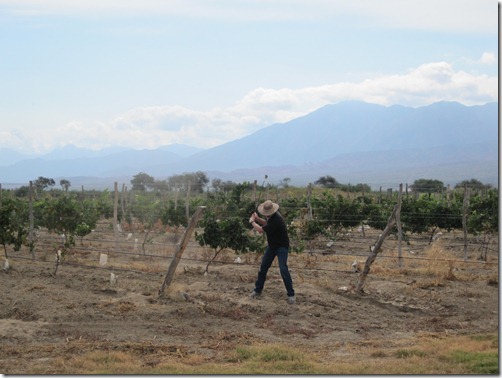 Steve Golf Vineyard