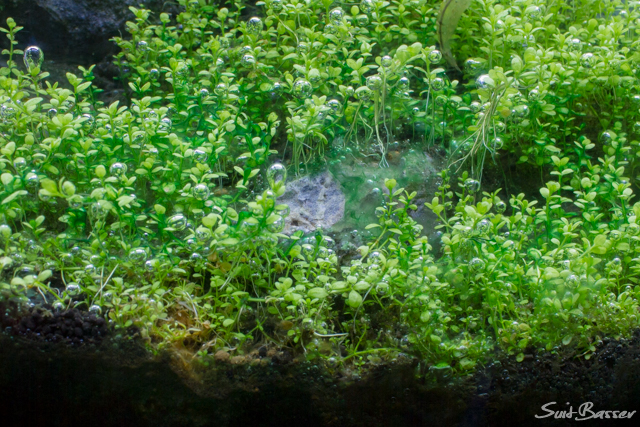 図解あり 藍藻駆除方法まとめ Nature Aquarium Fan