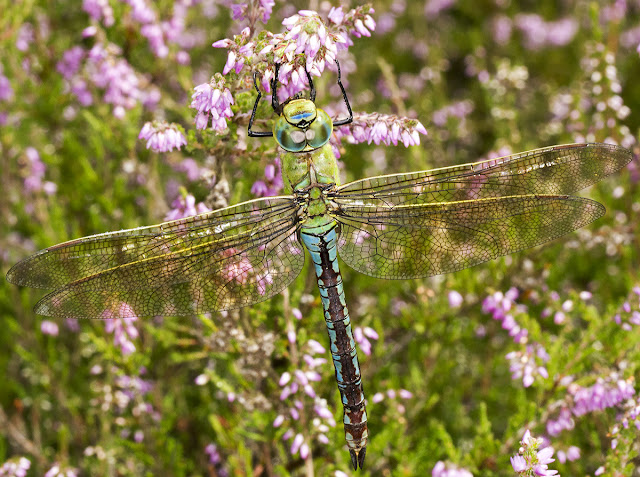 Emperor Dragonfly, Anax imperator.  St Paul's Cray Common, 7 August 2013.