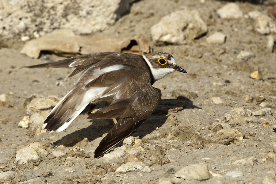 Double-banded plover - Wikipedia