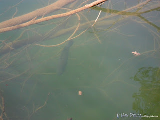 Un bonito black bass junto a un árbol sumergido