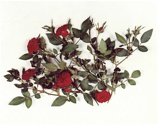 Miniature rose plant named My Valentine, PP3,935