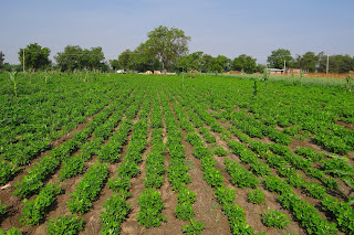 Cultivation Of Groundnut In India