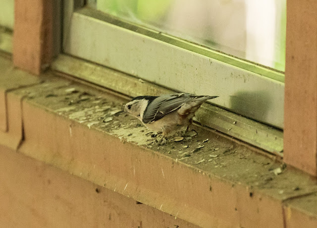 White-breasted Nuthatch - Hartwick Pines, Michigan, USA