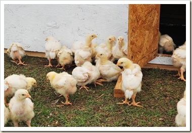 25 growing chickens