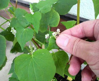 そばの花は、１２０日目になりました