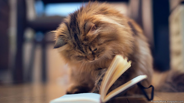 Cat Reading Book Wallpaper