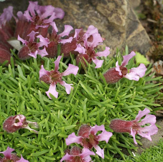 Saponaire naine - Silene pumilio - Saponaria pumilio