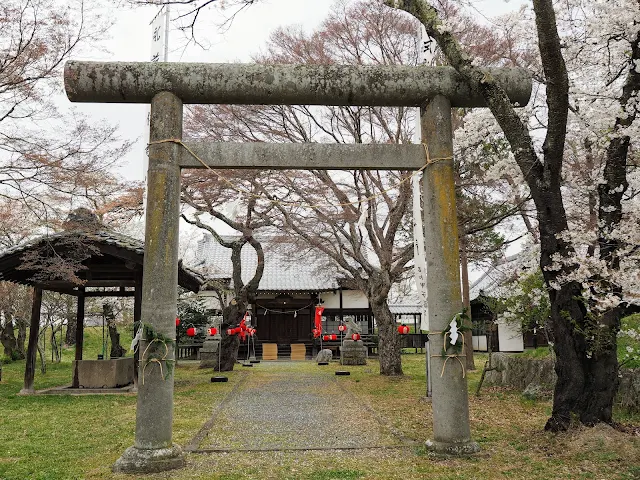 龍岡城五稜郭　田口招魂社　桜