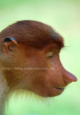 Proboscis Monkey Baby