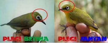 Struktur Kepala Burung Pleci