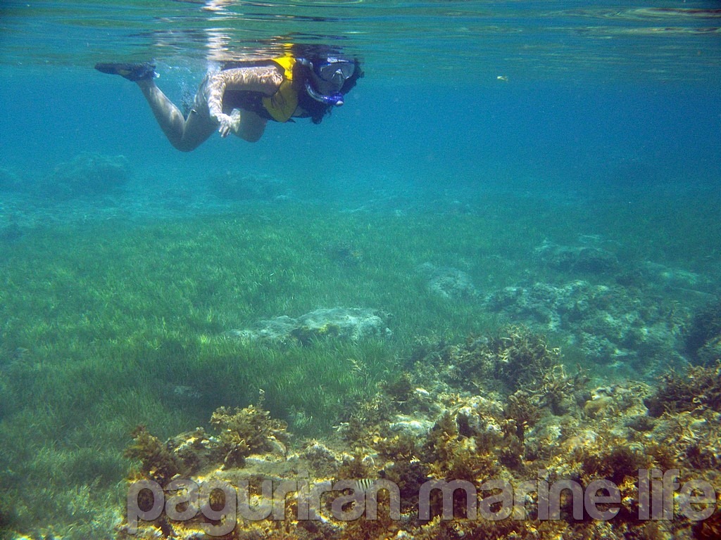 paguriran-underwater-sorsogon-100_0912