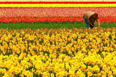 Tulip fields Netherlands
