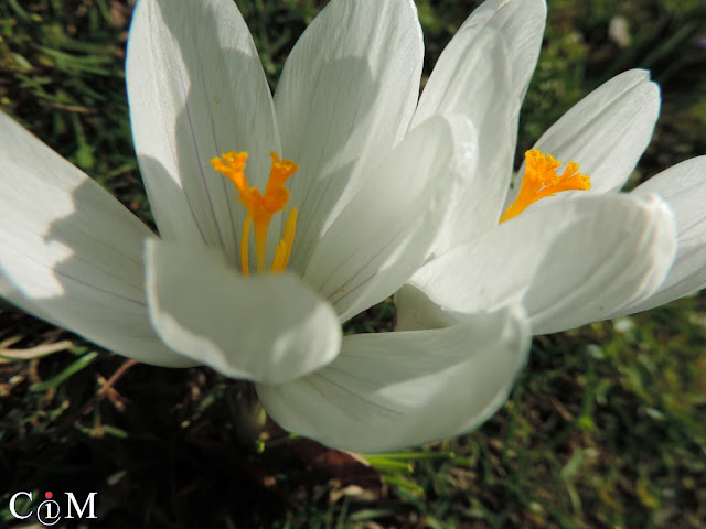 krokusy, crocus, szafrany