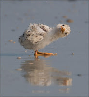 Photos Of Florida Birds