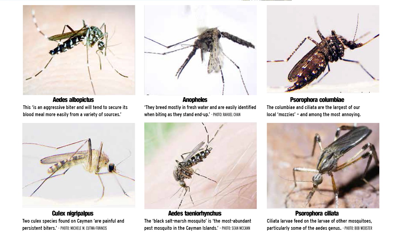 4 Jenis  Nyamuk  Yang Membahayakan Nyawa Manusia Aedes  