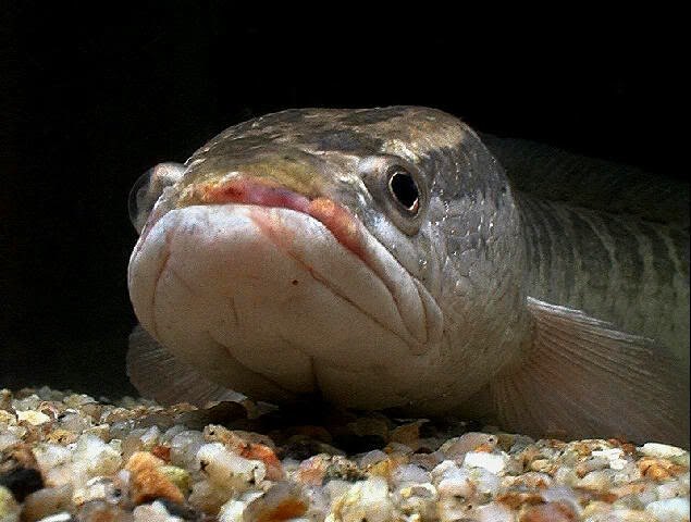 Cara Budidaya Manfaat Dan Mancing Ikan  Gabus Terbesar  Di 