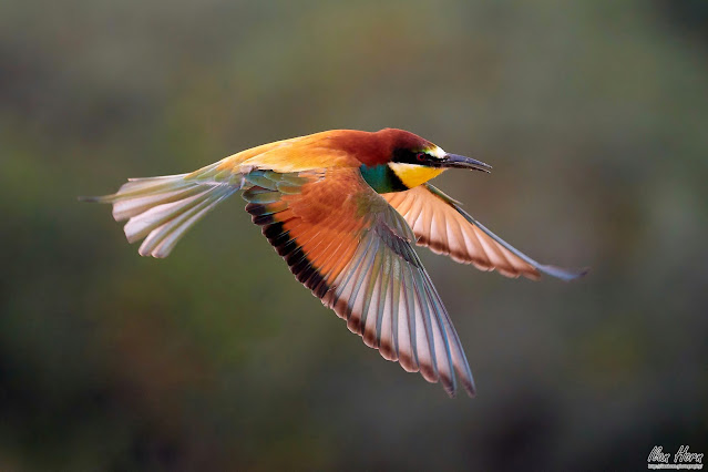 Bee-Eater in Flight