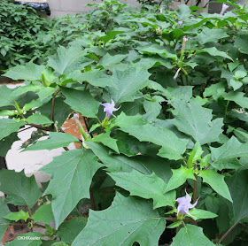 Datura sp.