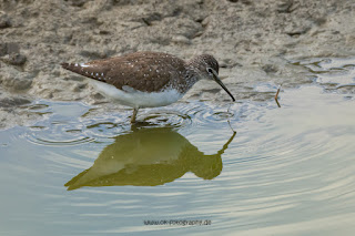 Wildlifefotografie Lippeaue Waldwasserläufer Olaf Kerber