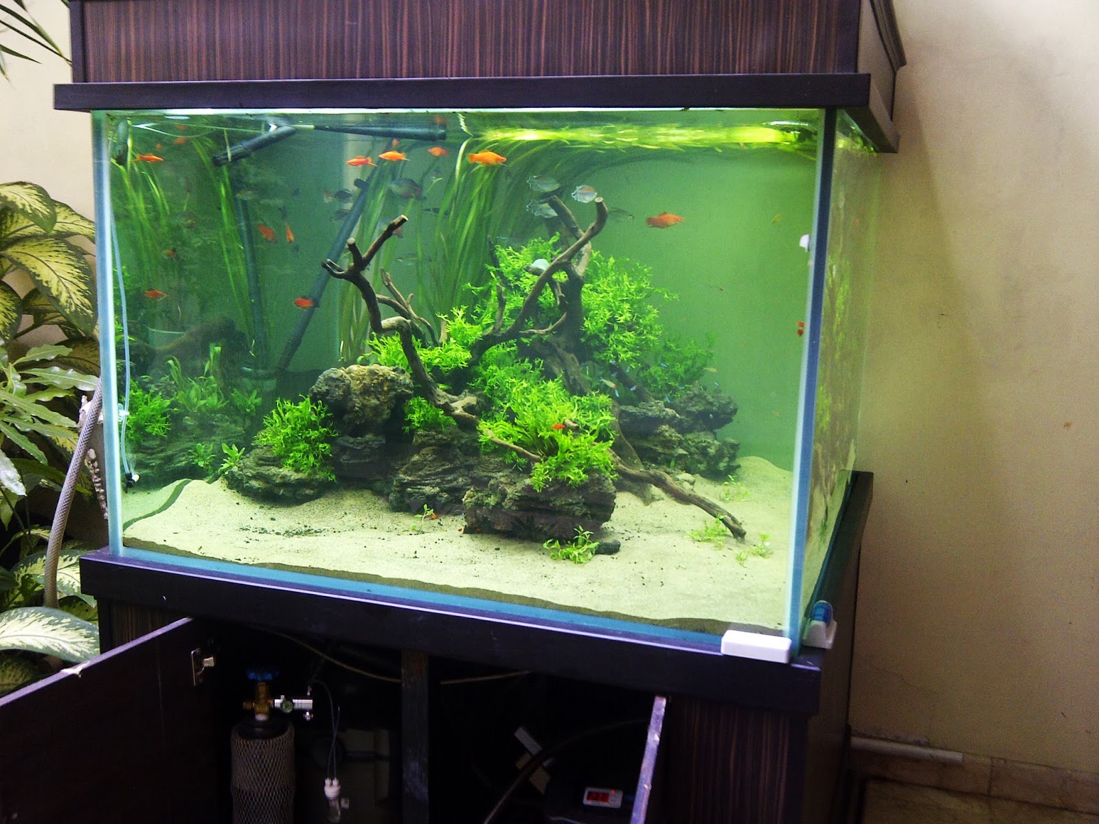 Greenbox Aquascape: Aquascape kubus