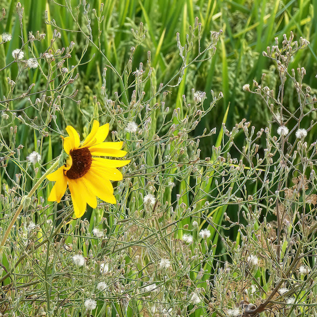 Flowers at Vic Fazio Wildlife Refuge Yolo Basin California