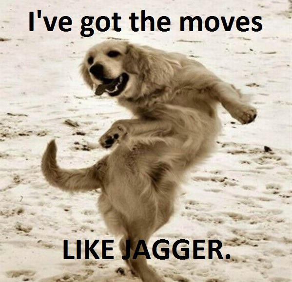 I've Got Moves Like Jagger (dog)