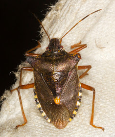 Forest Bug, Pentatoma rufipes.  Moth morning on Sevenoaks Wildlife Reserve, 14 August 2011.