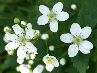 Ronce du Canada - Rubus canadensis