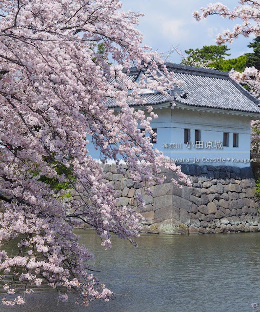 小田原城の桜：隅櫓