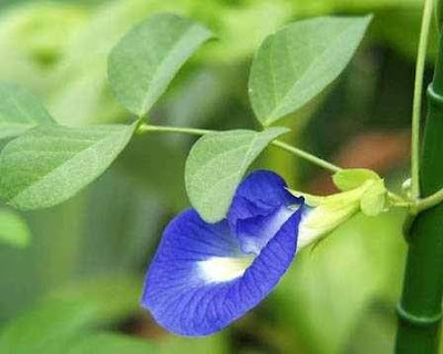 APARAJITA - Clitoria ternatea (Clitoria ternatea)