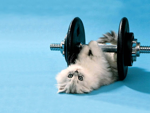 Cat Exercise Wallpaper