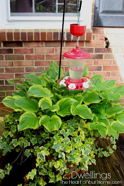 Hummingbird feeder in a pot of hosta and ivy