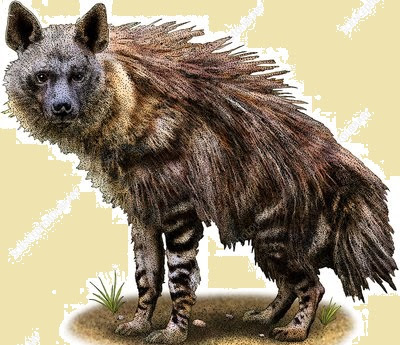  Brown hyena