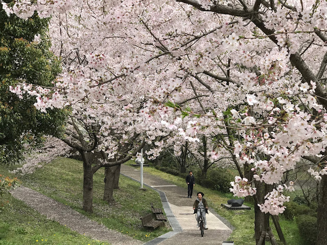 Japan cherry blossoms