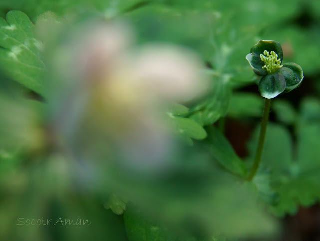 Anemone flaccida