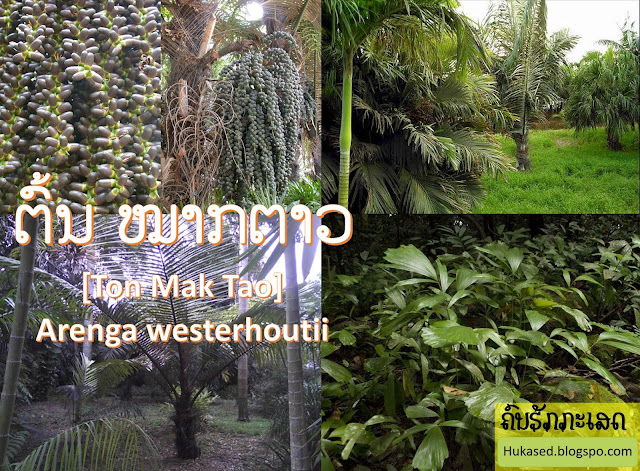 ຕົ້ນ ໝາກຕາວ [Ton Mak Tao] Arenga westerhoutii