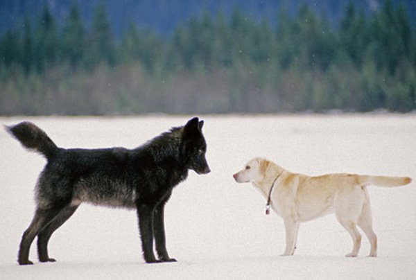 He Watched Helplessly As A Wild Wolf Approached His Dog. Then Something Incredible Happened. - Nick was stunned to see the two start to play together. He managed to capture this photo of them during the encounter.