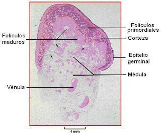 Corte histológico de ovario 