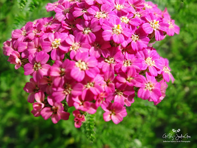 Yarrow Appleblossom