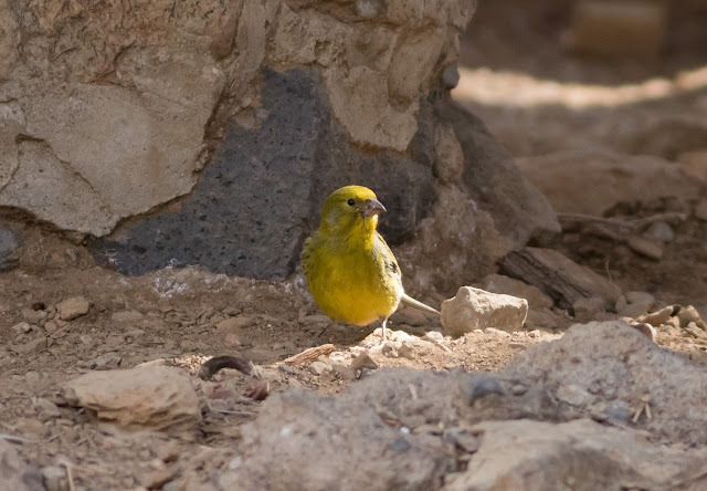 Atlantic Canary - Las Lajas, Tenerife