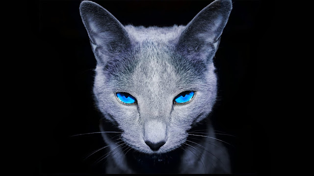 HD wallpaper met grijze kat met blauwe ogen