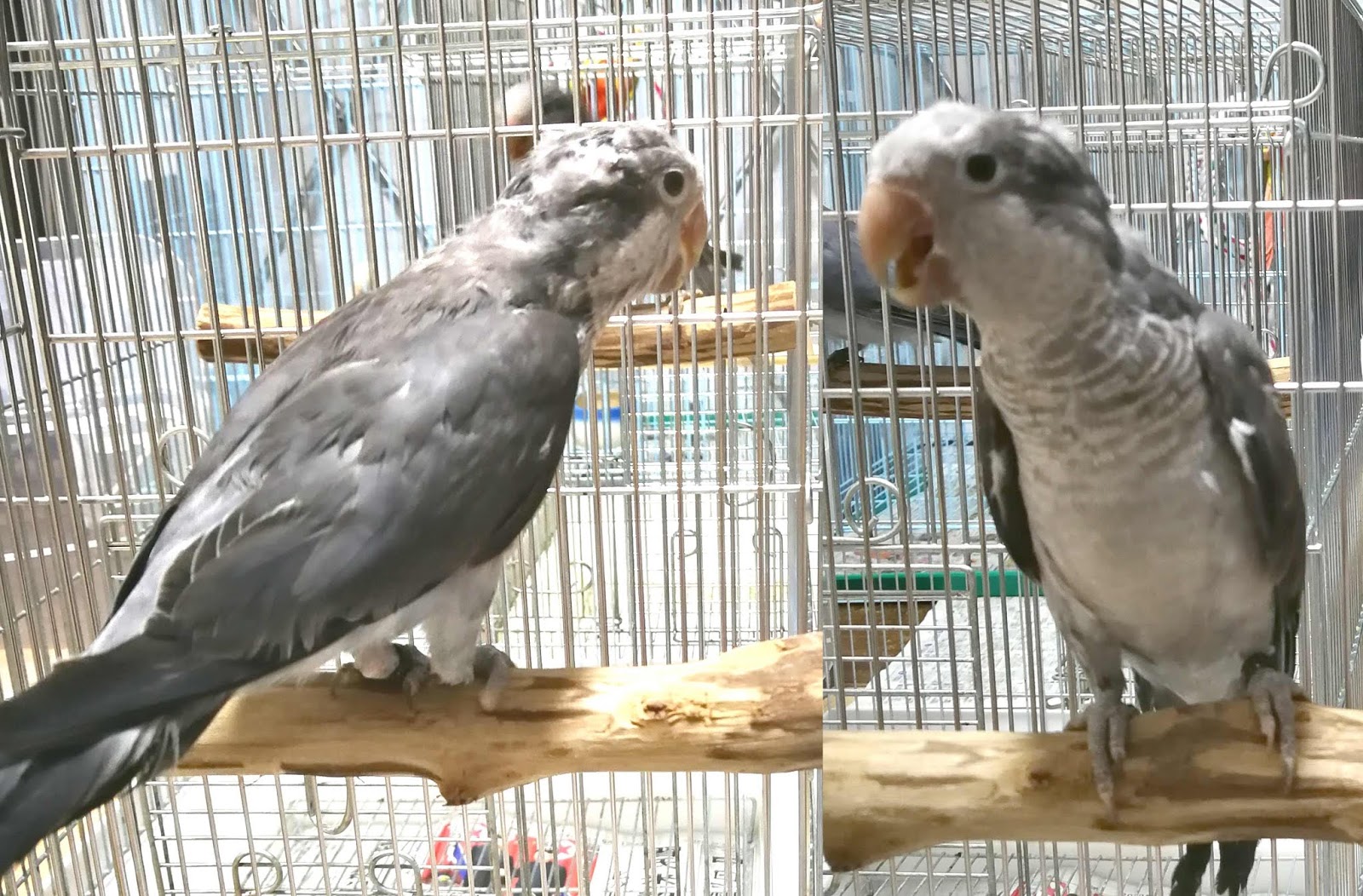 いろいろ シロハラインコ 里親募集 シロハラインコ 里親募集 21 Blogjpmbaherifw いろいろ シロハラインコ 里親募集 シロハラインコ 里親募集 21 Blogjpmbaherifw